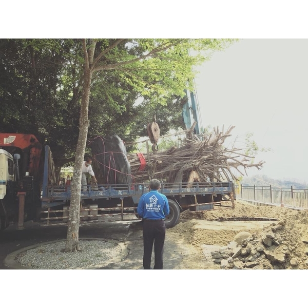 老榕樹移植-振新土木包工業