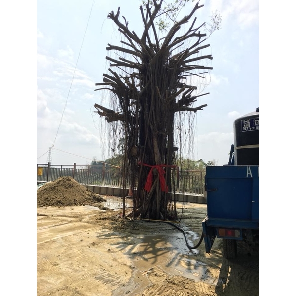 老榕樹移植-振新土木包工業