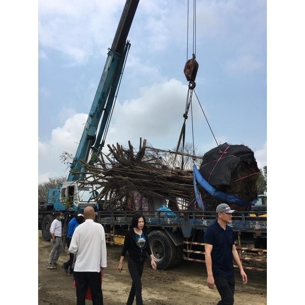 老榕樹移植,振新土木包工業