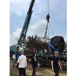 老榕樹移植 - 振新土木包工業