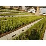 成大屋頂 - 寶銳企業有限公司