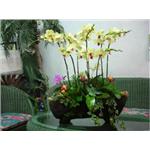 園藝景觀 - 寶泉景觀設計有限公司