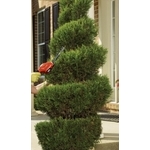 園藝修剪 - 東昇清潔工程有限公司