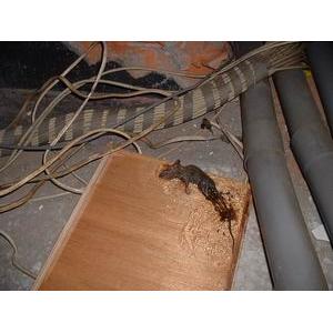 監理所老鼠防治