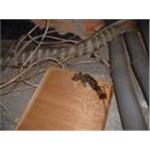 監理所老鼠防治 - 諾卡威國際股份有限公司