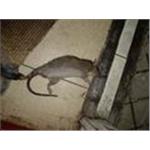 老鼠防治 - 諾卡威國際股份有限公司