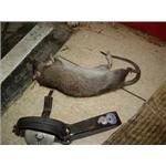 老鼠防治 - 諾卡威國際股份有限公司