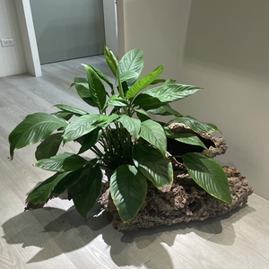 辦公室景觀擺設