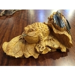 檜木蟾蜍 , 老貝壳股份有限公司