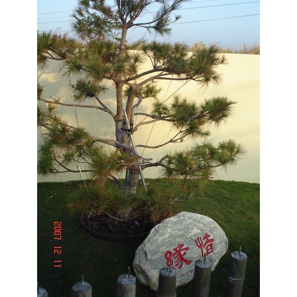 涼亭花架,木榭園藝藝品行