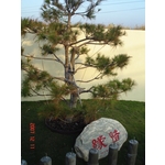 涼亭花架 - 木榭園藝藝品行