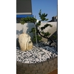 涼亭花架 - 木榭園藝藝品行