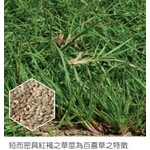百喜草   盤莎可拉 , 亞合美生技股份有限公司