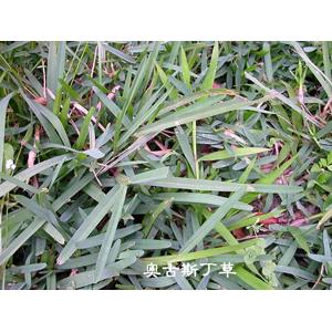 奧古斯丁 , 翡翠園藝草毯專業生產中心