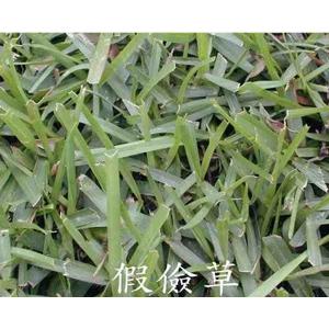 假儉草 , 翡翠園藝草毯專業生產中心