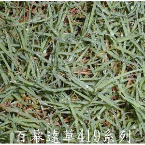 百慕達草419系列 , 翡翠園藝草毯專業生產中心