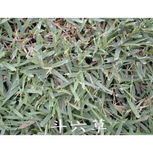 斗六草 , 翡翠園藝草毯專業生產中心