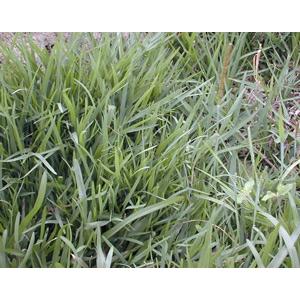 假儉草 , 翡翠園藝草毯專業生產中心