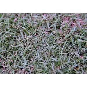 台北草 , 翡翠園藝草毯專業生產中心