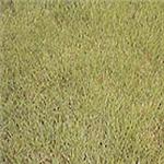 翡翠草,翡翠園藝草毯專業生產中心