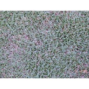 台北草 , 翡翠園藝草毯專業生產中心