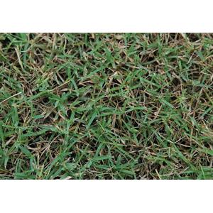 百慕達草 , 翡翠園藝草毯專業生產中心