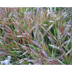 熱帶地毯草 , 翡翠園藝草毯專業生產中心