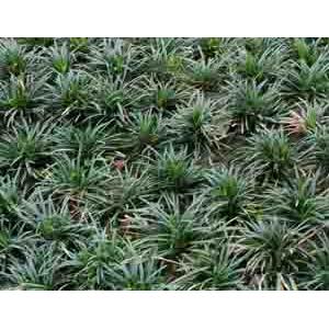 翡翠 , 翡翠園藝草毯專業生產中心