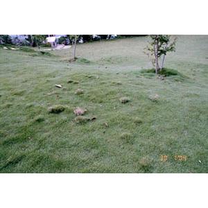 翡翠 , 翡翠園藝草毯專業生產中心