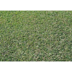 假儉草,農友種苗股份有限公司