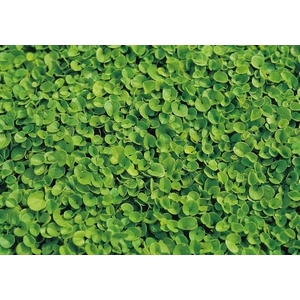 馬蹄金,農友種苗股份有限公司