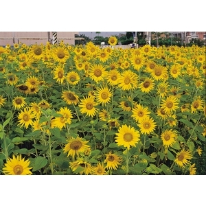 向日葵,農友種苗股份有限公司