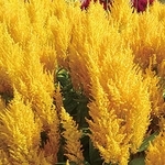 雞冠花-喇叭狀(黃色)-農友種苗股份有限公司