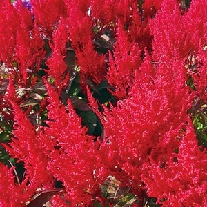 雞冠花-喇叭褲（紫色）,農友種苗股份有限公司