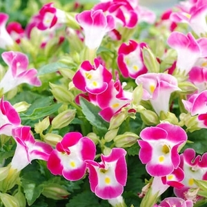 藍豬耳-夏日戀情（紅色）,農友種苗股份有限公司