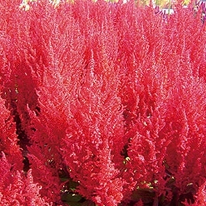 雞冠花-火焰（紅色）,農友種苗股份有限公司