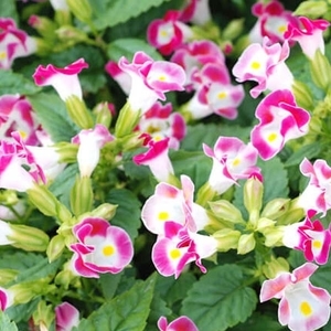 藍豬耳-夏日戀情（玫瑰）,農友種苗股份有限公司