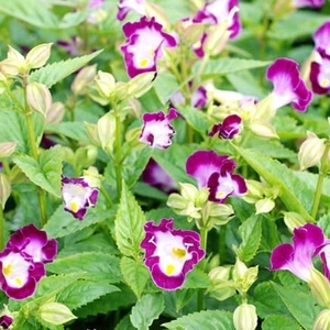 藍豬耳-夏日戀情（紫色）,農友種苗股份有限公司