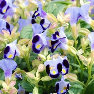 藍豬耳-夏日戀情（藍色）,農友種苗股份有限公司