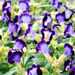 藍豬耳-夏日戀情(紫色),農友種苗股份有限公司