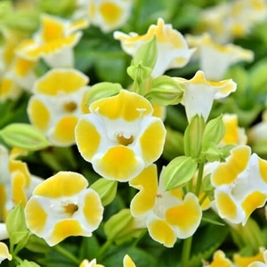 藍豬耳-夏日戀情（深黃）,農友種苗股份有限公司