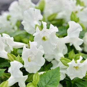 藍豬耳-夏日戀情（白色）,農友種苗股份有限公司