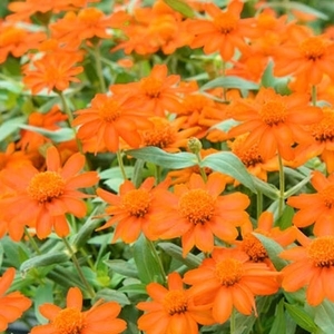 百日草-夏令時（火）,農友種苗股份有限公司