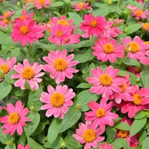 百日草-夏令時（櫻桃）,農友種苗股份有限公司