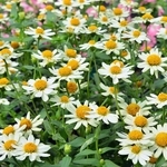 百日草-夏令時（白色） , 農友種苗股份有限公司