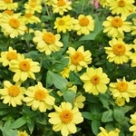 百日草-夏令時（黃色） , 農友種苗股份有限公司
