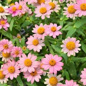 百日草-夏令時（珊瑚玫瑰）,農友種苗股份有限公司