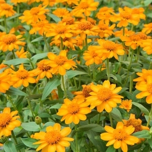 百日草-夏令時(金色),農友種苗股份有限公司