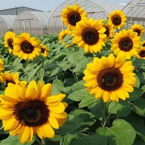 向日葵-米羅,農友種苗股份有限公司