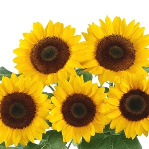 向日葵-陽光,農友種苗股份有限公司